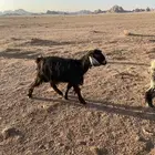 عنز مضرع وجفره