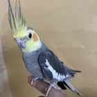 طيور الكروان كروان