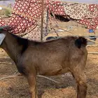 6. تيوس ذبايح كبار وصغار طيبه ونظيفه ( تفريد. وجمله )