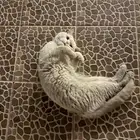 قط جميل للتبني