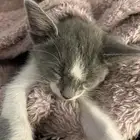قط صغير للتبني