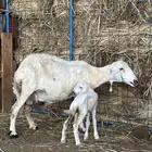 نعجه منتوج
