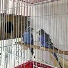 جوز باجي استرالي