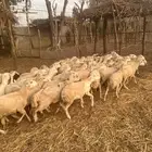 رخال رفيدي من 600 ريال