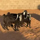 للبيع معزا عوارض