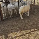 الشميسي طريق الخواجات