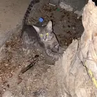 قطوه مفقودة في حي المحمدية الي يتعرف راعيه ياكلمن الجنس ذكر