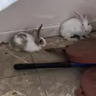 ارانب للبيع بيع مستعجل