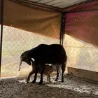 عنز تحتها تيس رايم