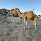ناقتين عوادي لقحات في خمس شهور مشروطه من اللحي وهد الشبوك