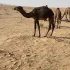 قعدان 5