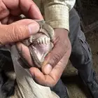 8 ماعز تهجين وعول