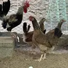 دجاج شوكي