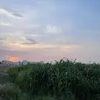 قصب أخضر للبيع