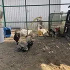 ديوك