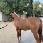 عروضنا مع شتاء ايواء خيل 350 بدون علف واهتمام سايس يومي