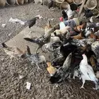 دجاج وديكه