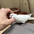 كروان البينو اليف