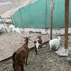 عرض وبيع معزا محايليه تحتها جفره وتيس