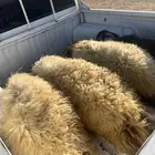 طليان للبيع