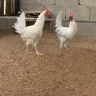 للبيع ديكين
