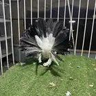 للبيع جوز   طبه كبيره