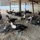 بط مصري بح تم البيع