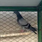 للبيع حرميات زينه ومطير وكل إخوان