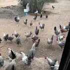 دجاج فيومي بياض