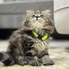 قطط