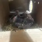 فروخ كروان هولندي (( _انباع_ ))