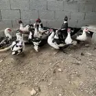 بط العدد 12 ثلاث ذكوره