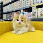 قطه كتن للبيع