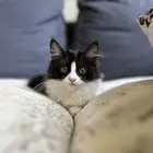 قط للتبني