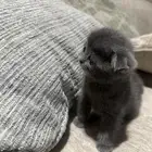 قطط سكوتش للبيع