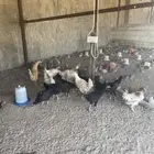 دجاج للبيع بياض