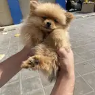 بومرينيان Pomerania للبيع او البدل For sale or exchange