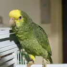 ببغاء أمازوني دبل يلو هد