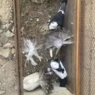 دجاج للبيع وحمام