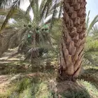 للبيع تمر سري الموقع  الجوبه