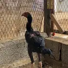 دجاج شامو الماني مستوى عالي