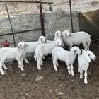طليان طيبه ( تم البيع )