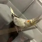 طير كروان انثى للتزاوج للبيع