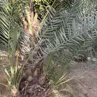 غريس نخل سكري   رشودي  برني فاخر للبيع