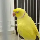 ذكر دره هولندي اصفر