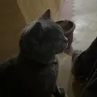 الرياض