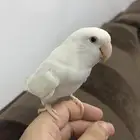 ببغاء روز ابيض