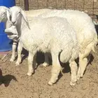 طليان ثلاجه وتباريك وتيوس ثلاجه مخاصي