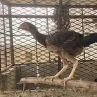 دجاج باكستاني
