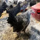 صوص هجين مكس فيومي المنيوم مع كوشن ملكي